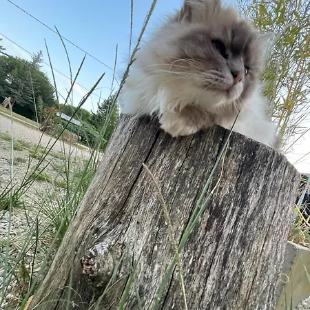 Hameau Du Hour - D'hotes Et 3*